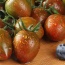 Cà chua Socola thơm ngon và an toàn